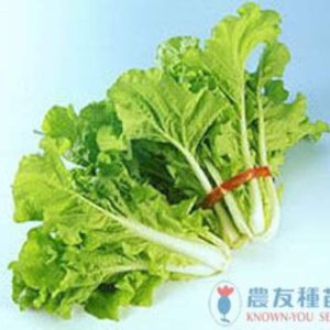 3-gram 1000 FUN-JEN Hybrid Frilly Leaf Taiwanese Pak Choi seeds; 鳳珍皺葉白菜 FengZhen 尼龍菜 - Image 2