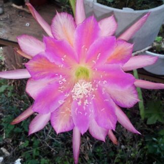 Circus Circus Epiphyllum Orchid Cactus