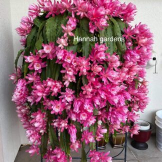 German Empress Epiphyllum Orchid Cactus