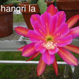 Shangri La Epiphyllum Orchid Cactus