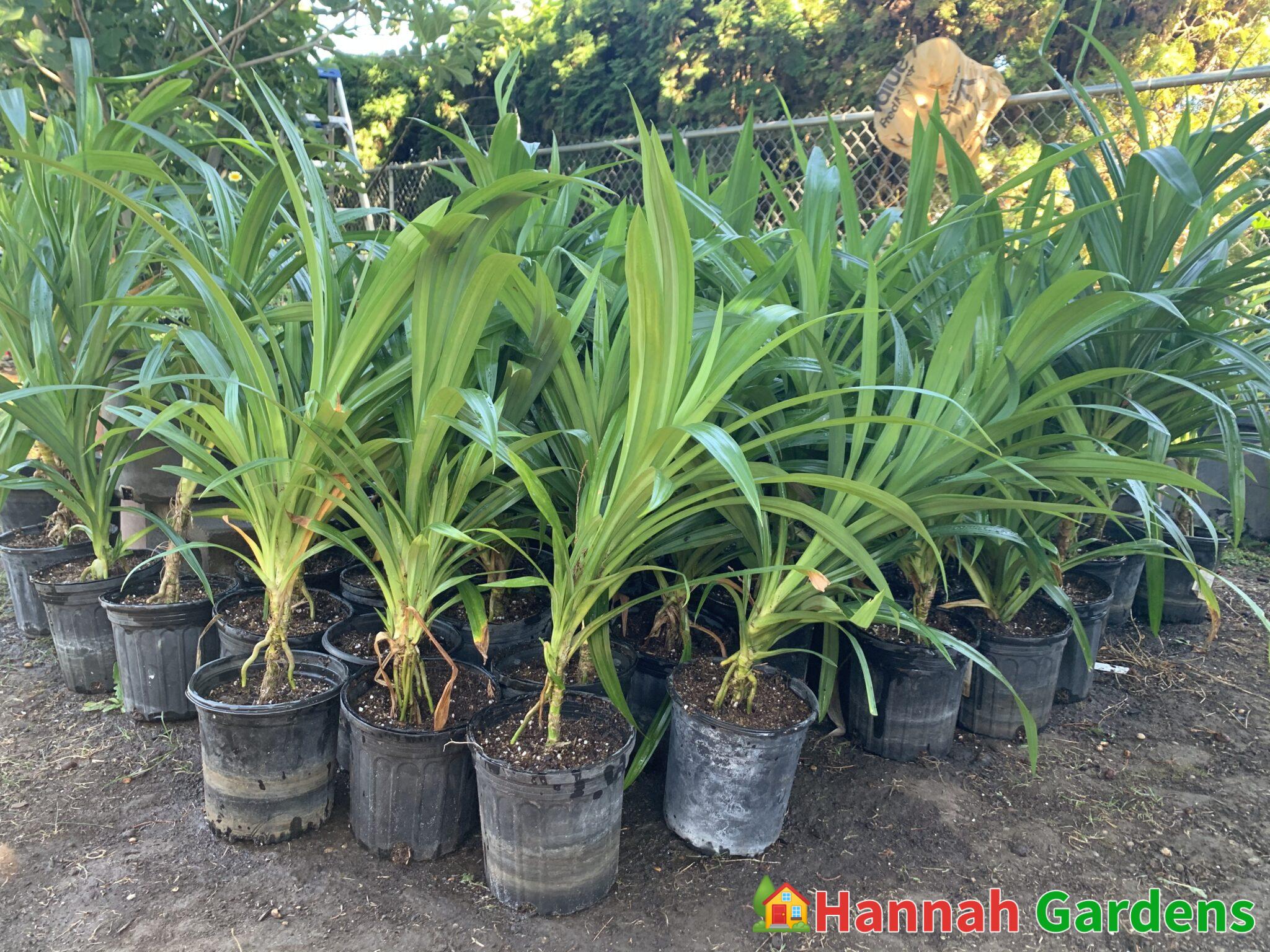 how to grow pandan