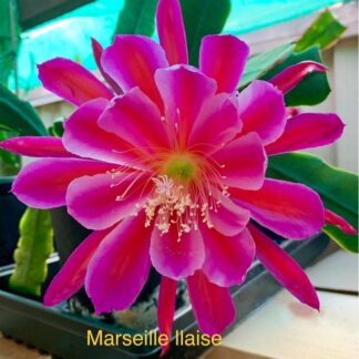Marseille IIaise Epiphyllum Orchid Cactus