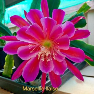 Epiphyllum