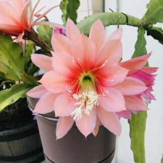 Agatha Epiphyllum Orchid Cactus