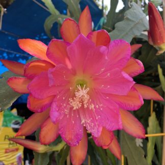 Tri-color red purple orange Epiphyllum Orchid Cactus