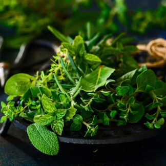 Herb Plants