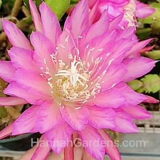 Circus Circus Var Epiphyllum