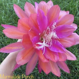 Epiphyllum Marmalade Punch