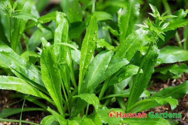 Thai/Vietnamese Herb seeds Ngo Gai 越南香草種子 Culantro 