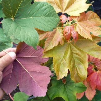 Rare Regal Petticoat Sycamore Maple - 4" pot - Acer pseudoplatanus Tunpetti'