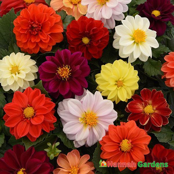 50 Seeds Bloody Mary Dahlia Seeds Hannah Gardens