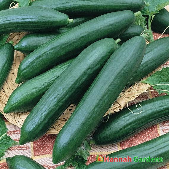 30 Seeds Tendergreen Burpless Cucumber Seeds English Cucumbers