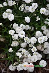 Peter Cottontail Yarrow - Achillea ptarmica - Sun Lover - 4" Pot