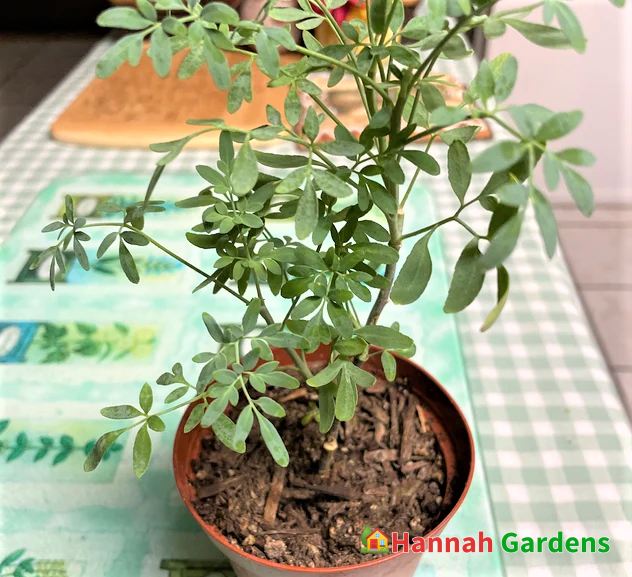 4” Live Plant Ruda Herb of Grace Common Rue Ruta Graveolens Hannah