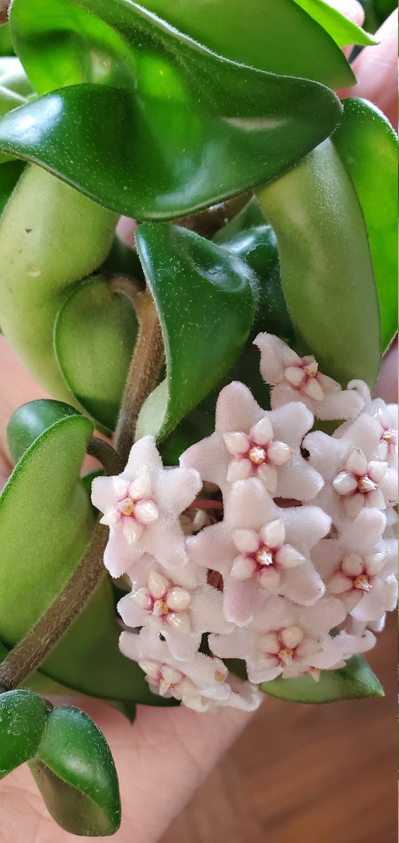 Full and long Hoya Hindu Rope live plant in 4″ pot Hannah Gardens
