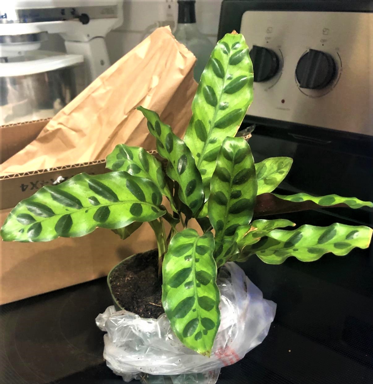 4″ Pot Rattlesnake Plant Calathea lancifolia Hannah Gardens