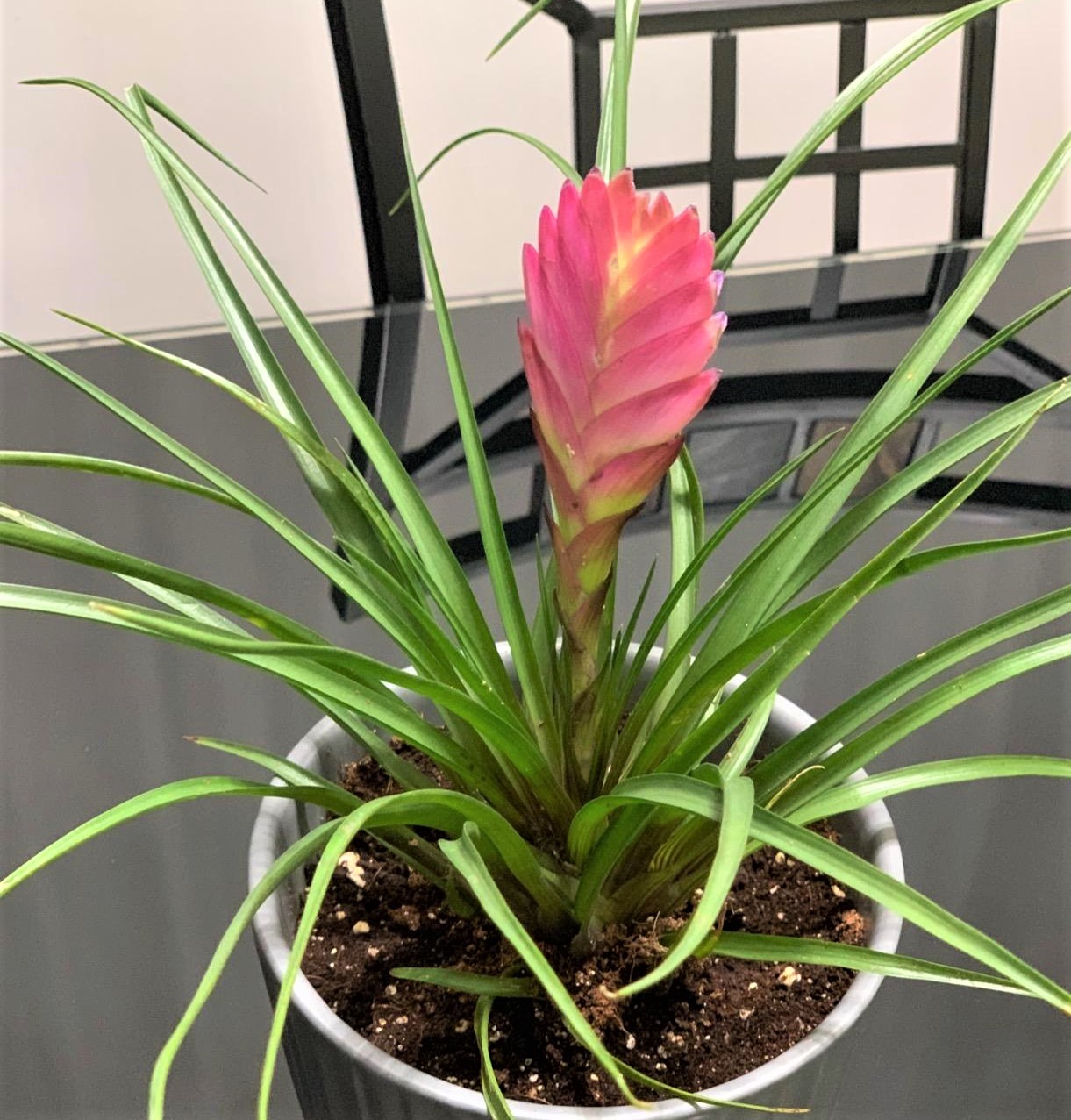 4″ Pot Hawaiian Pink Quill Plant – Exotic &amp; – Hannah Gardens
