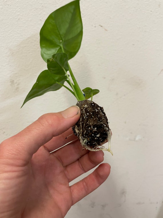 Alocasia Borneo king Starter Plant Hannah Gardens