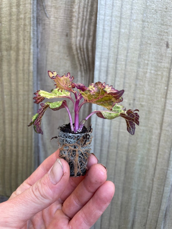 Coleus peters wonder Starter Plant Hannah Gardens