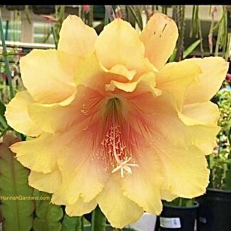 Clarity’s Abraxas unrooted cutting Epiphyllum Orchid Cactus