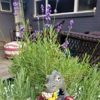 Hidcote Blue Lavender Herb - Calming - Quart Pot