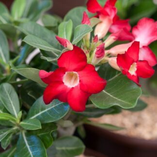 plant 5-7 inches- Adenium Desert Rose Black Knight House Plant Bonsai