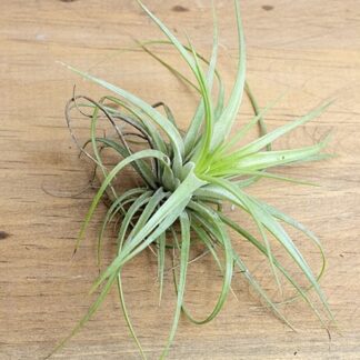 2 Set - Air Plant - Live Plant Ornament Decor