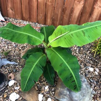 4 Inch Pots 2 Musa Basjoo Banana Tree/ Hardy Banana Tree