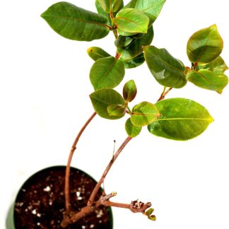 4" Pot- White and Pink Brazilian Jasmine