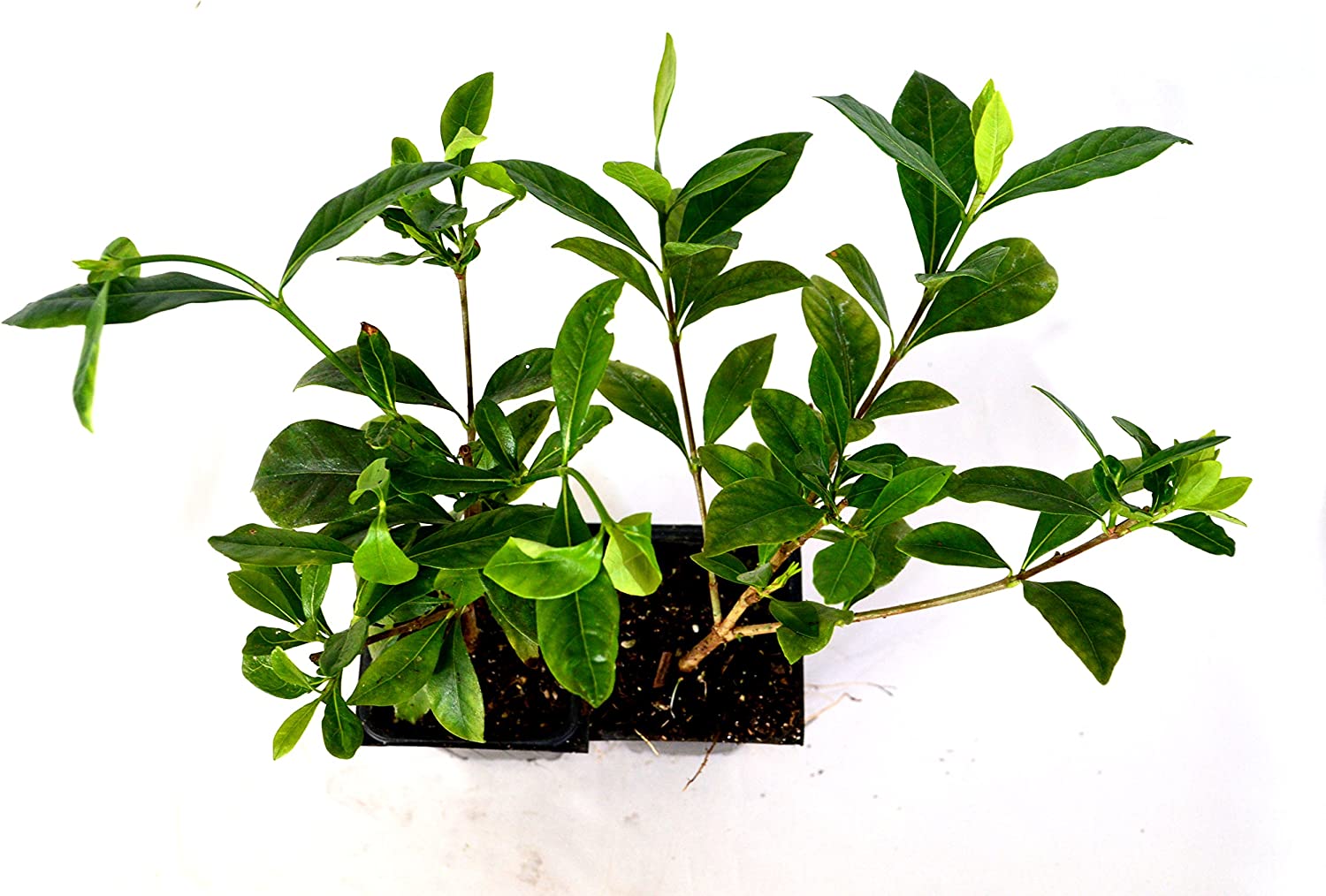 2 Set White Gardenia Hannah Gardens