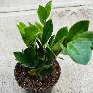 4"- Wooden Color Ceramic Pot w/ Rare Z Z Houseplant Golden Tree ZAMIOCULCAS