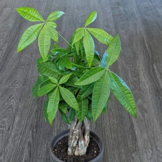 3.5" Ceramic Pot- 5 Money Tree Plants Braided Into 1 Tree