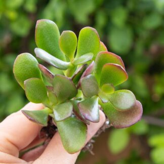 4" Pot- Jade Plant, Crassula ovata